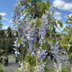 Cooke’s Purple Wisteria