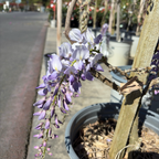 Cooke’s Purple Wisteria
