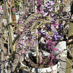Cooke’s Purple Wisteria