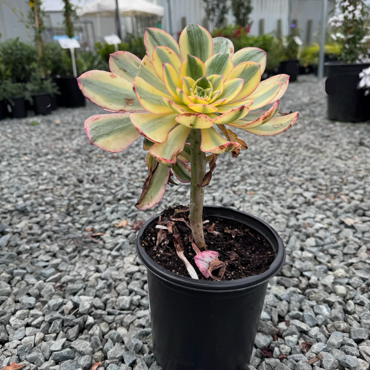 Copper Pinwheel