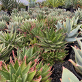 Coral Aloe