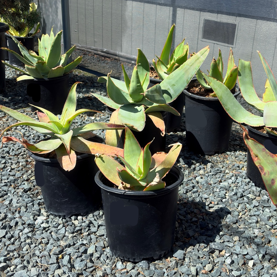 Coral Aloe