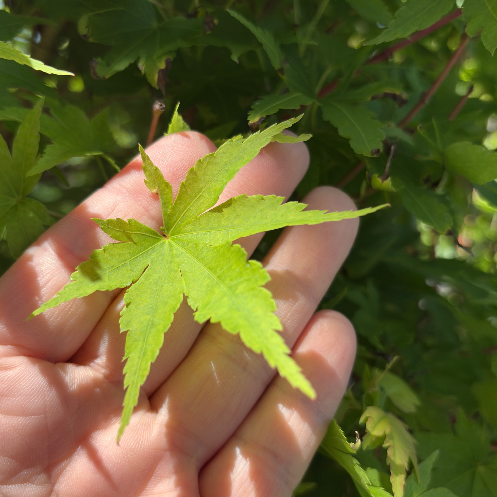 Hand holding a Coral Bark Maple leaf with a blurred green background