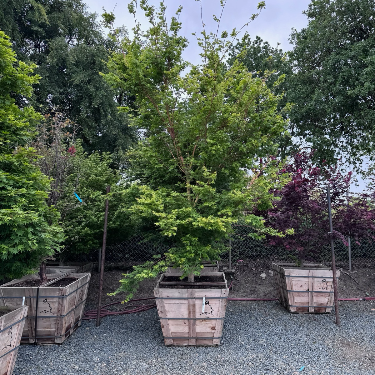 Acer palmatum ‘Sango Kaku’, commonly known as the Coral Bark Japanese Maple in a wooden 48 box planter surrounded by other trees and plants outdoors