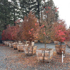 Coral Bark Maple