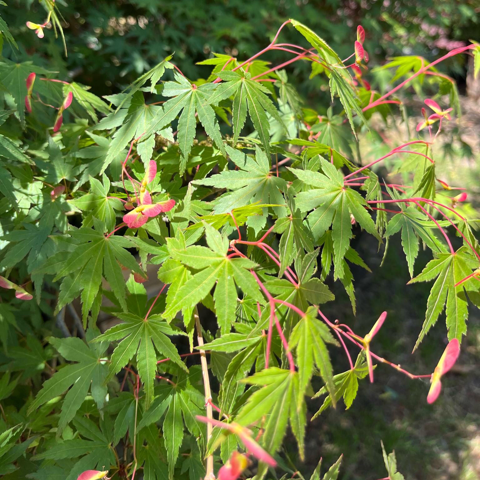 Close-up of Sango Kaku Japanese Maple leaves with red seed pods against a blurred natural background