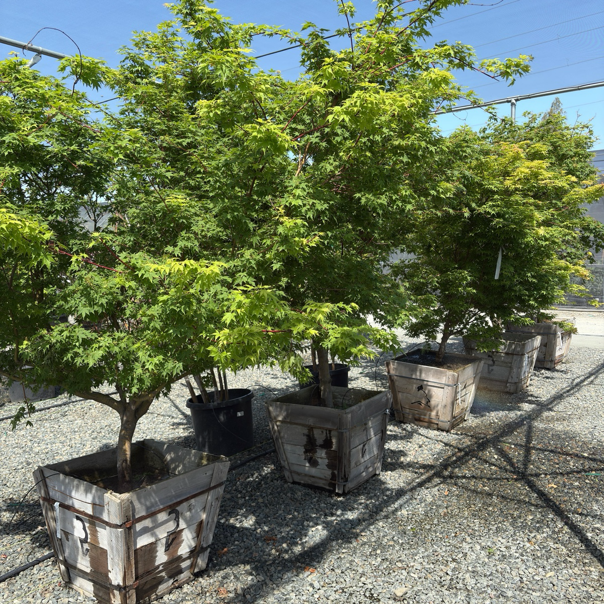 Group of potted Acer palmatum ‘Sango Kaku’  in wooden crates on a gravel surface with a clear blue sky.