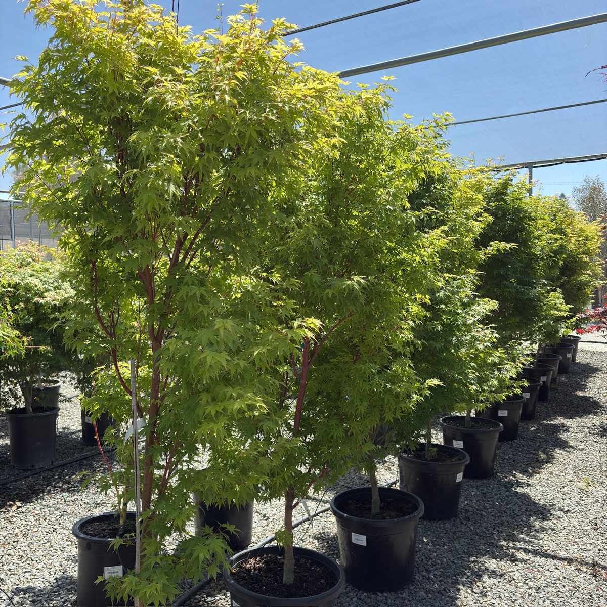 Row of potted Acer palmatum ‘Sango Kaku’ tree in a nursery setting with clear blue sky.