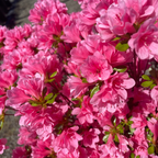 Close-up of vibrant pink Coral Bell Azalea with green leaves