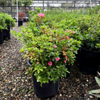 Potted Coral Bell Azalea with pink flowers in a nursery setting