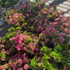 Coral Bell Azalea with pink flowers and green leaves in a garden setting