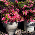 Potted Coral Bell Azalea with pink flowers in white pots labeled 'Matsudai'.
