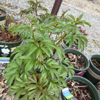 Coral Charm Peony