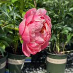 Coral Charm Peony