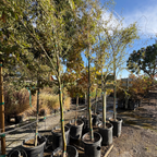 Row of potted Corkscrew Willow trees in a nursery with a clear sky.