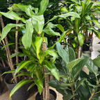 Cornstalk Dracaena