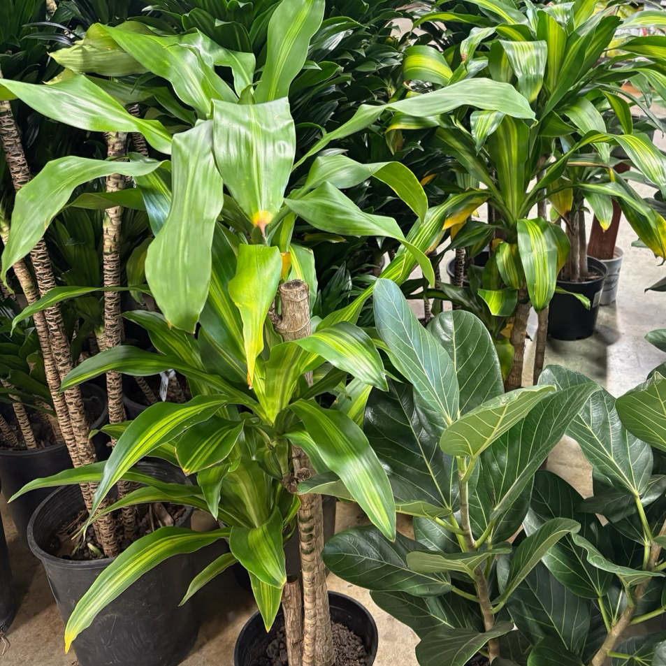 dracaena massangeana 中文 巴西木| 金心宽叶寓意好运| 耐阴易养室内经典| 家居及办公大型吉祥绿植– Victory Nursery