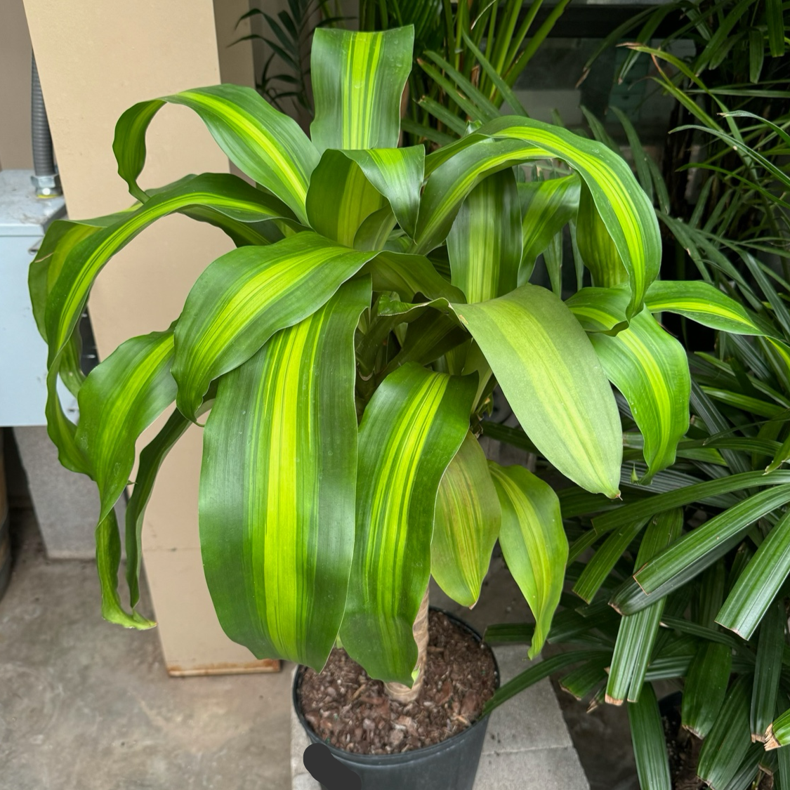 dracaena massangeana 中文 巴西木 | 金心宽叶寓意好运 | 耐阴易养室内经典