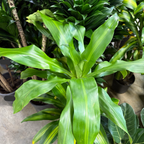 Cornstalk Dracaena