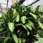 Cornstalk Dracaena