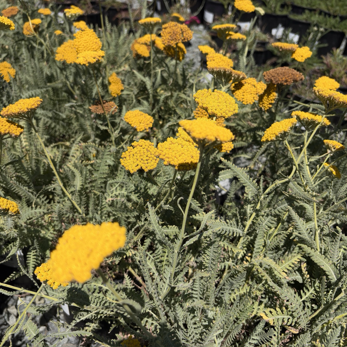Coronation Gold fernleaf Yarrow
