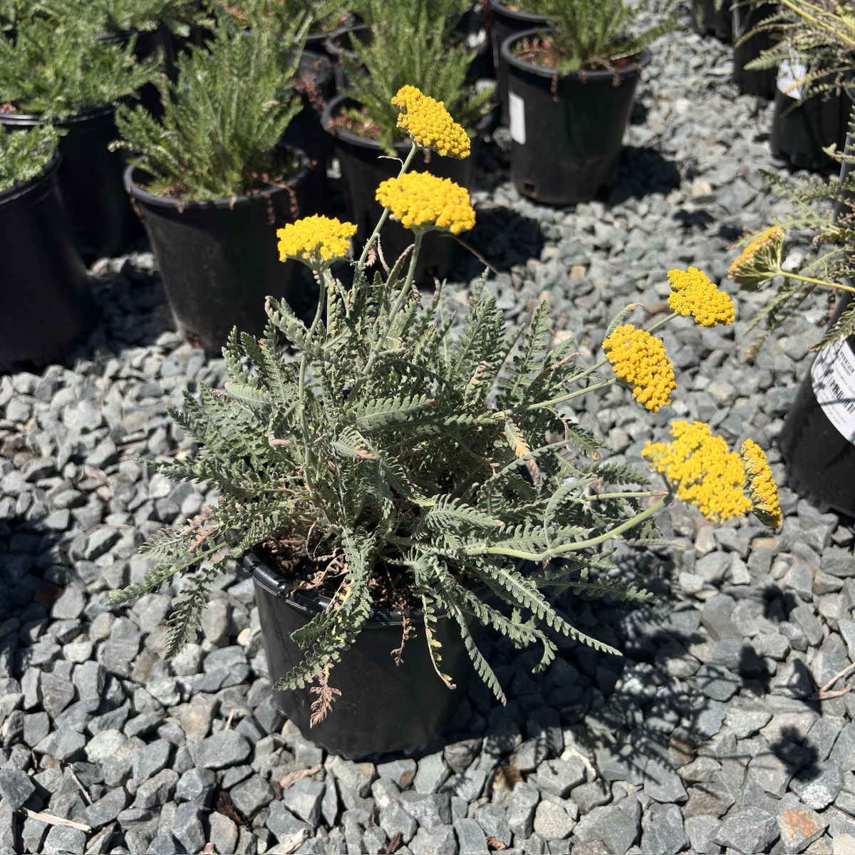 Coronation Gold fernleaf Yarrow