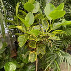 Council Tree