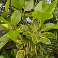 Council Tree