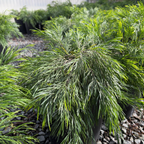 Cousin Itt Bower Wattle