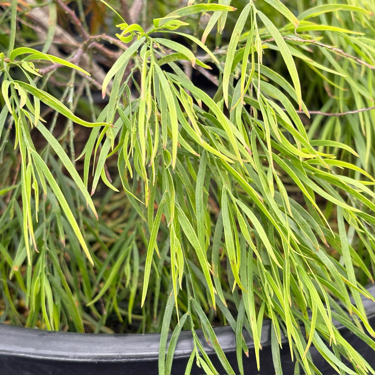 Cousin Itt Bower Wattle