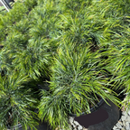 Cousin Itt Bower Wattle