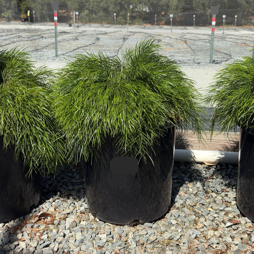 Cousin Itt Bower Wattle