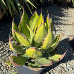 Cow Horn Agave