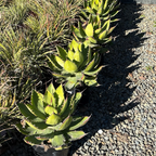Cow Horn Agave
