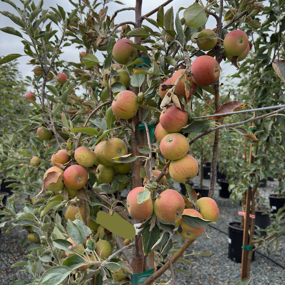 Cox's Orange Pippin Apple