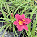 Cranberry Baby Daylily