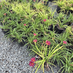 Cranberry Baby Daylily