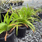 Cranberry Baby Daylily