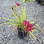 Cranberry Baby Daylily