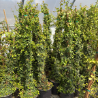 Row of potted ok-gue in a greenhouse setting