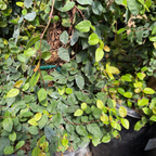 Close-up of an ok-gue plant with a blurred background