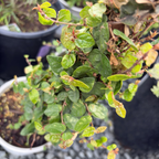 Close-up of a potted Ficus Repens plant with green leaves and brown stems.