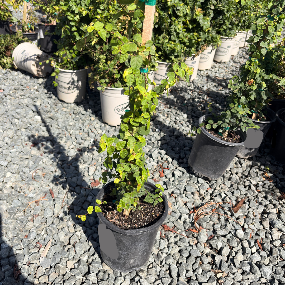 Creeping Fig