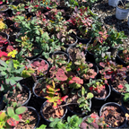 Creeping Oregon Grape