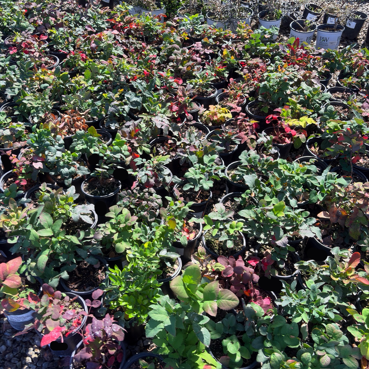 Creeping Oregon Grape