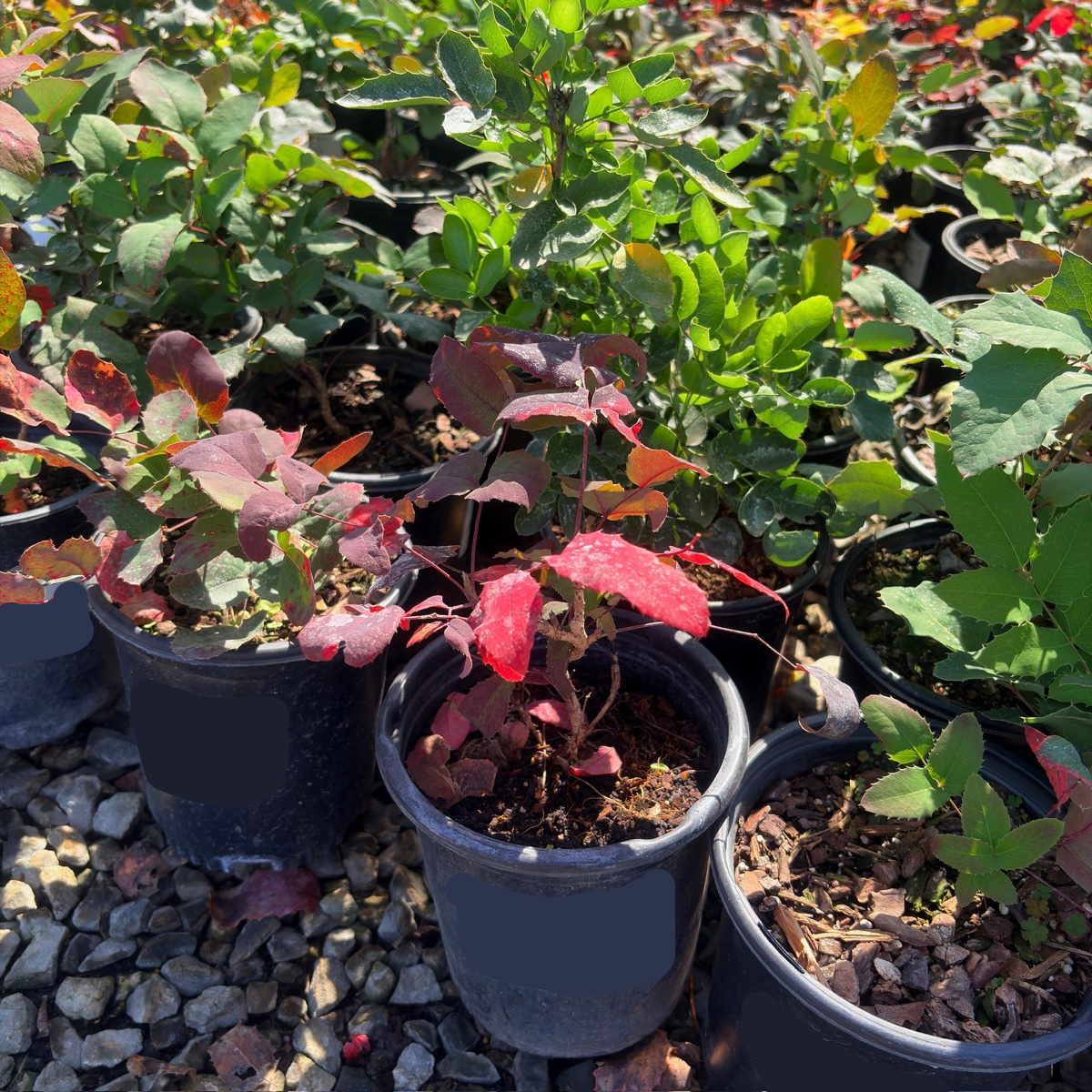 Creeping Oregon Grape
