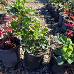 Creeping Oregon Grape