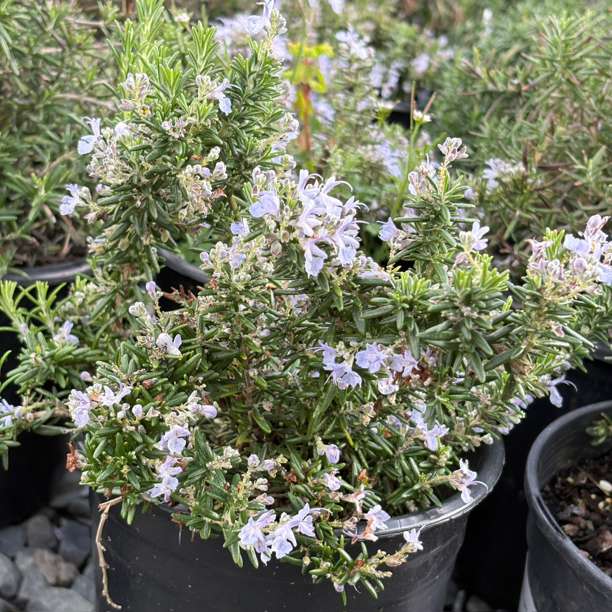 Creeping Rosemary