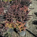 ：Crimson Pygmy Dwarf Japanese Barberry