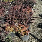 ：Crimson Pygmy Dwarf Japanese Barberry